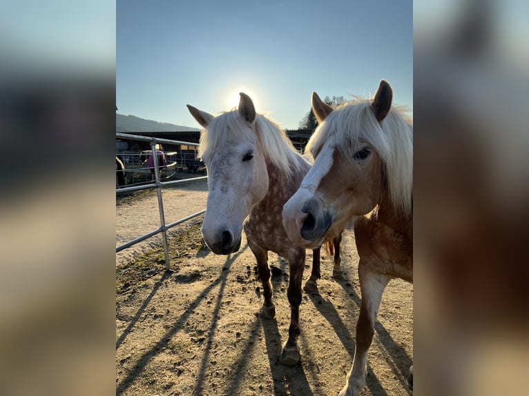 Classic Pony Mix Giumenta 14 Anni 155 cm Grigio trotinato in Thalgau Egg