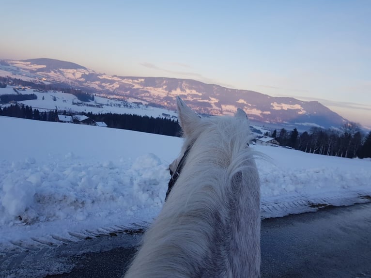 Classic Pony Mix Giumenta 14 Anni 155 cm Grigio trotinato in Thalgau Egg