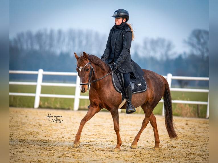 Classic Pony Giumenta 15 Anni 136 cm Sauro scuro in Westervoort