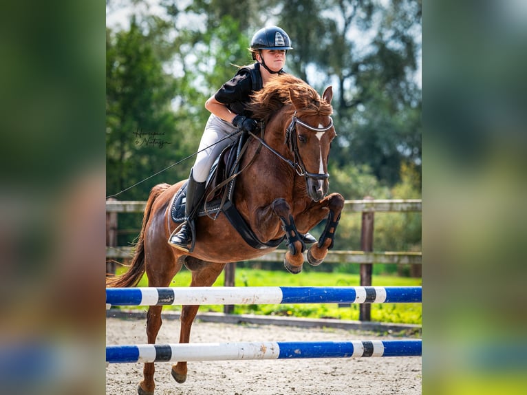 Classic Pony Giumenta 15 Anni 136 cm Sauro scuro in Westervoort