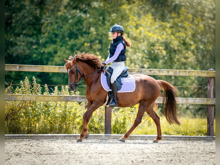 Classic Pony Giumenta 15 Anni 136 cm Sauro scuro in Westervoort