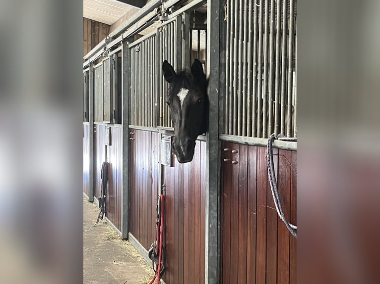 Classic Pony Giumenta 15 Anni 148 cm Morello in Trier