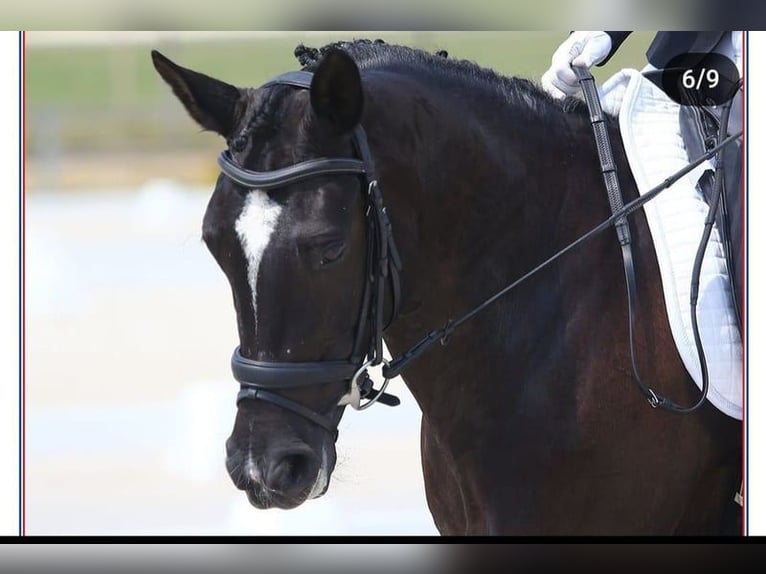 Classic Pony Giumenta 16 Anni 148 cm Morello in Trier