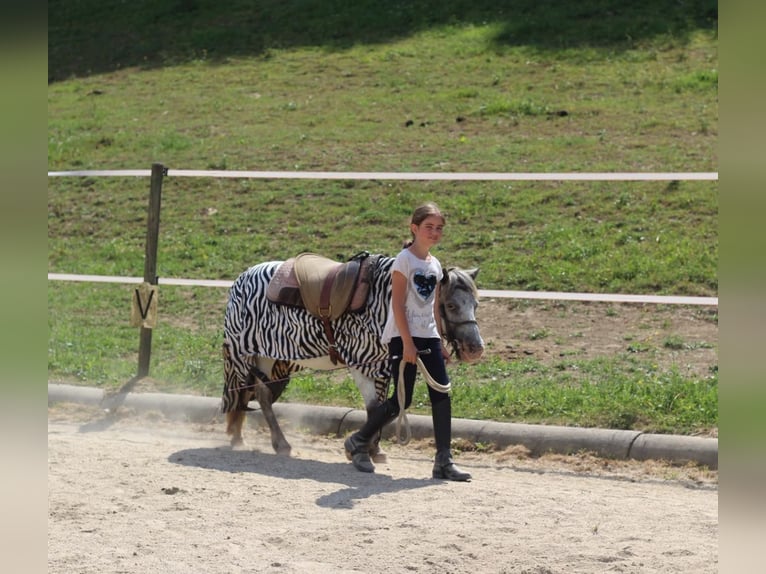 Classic Pony Giumenta 18 Anni 110 cm Grigio in Riegersburg