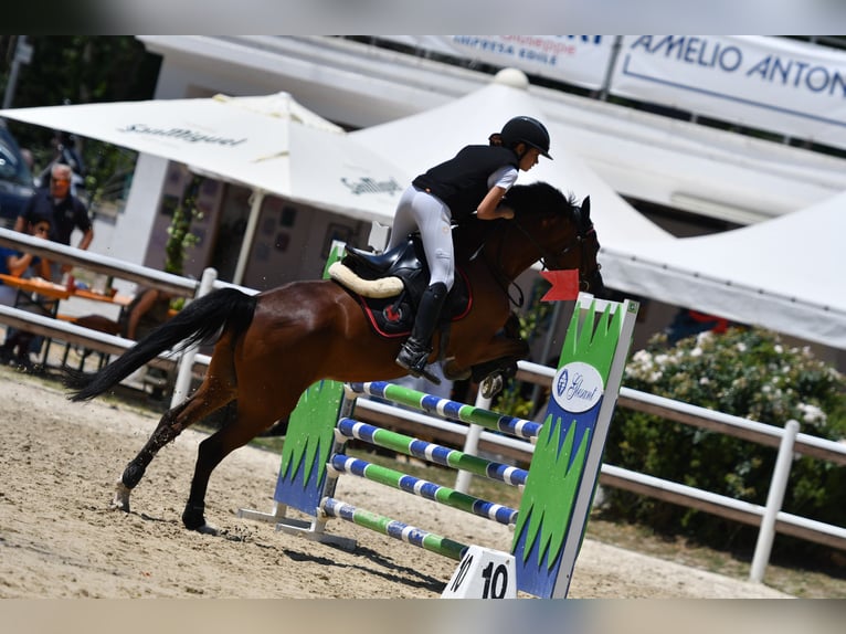 Classic Pony Mix Giumenta 18 Anni 146 cm Baio scuro in Montalto Uffugo