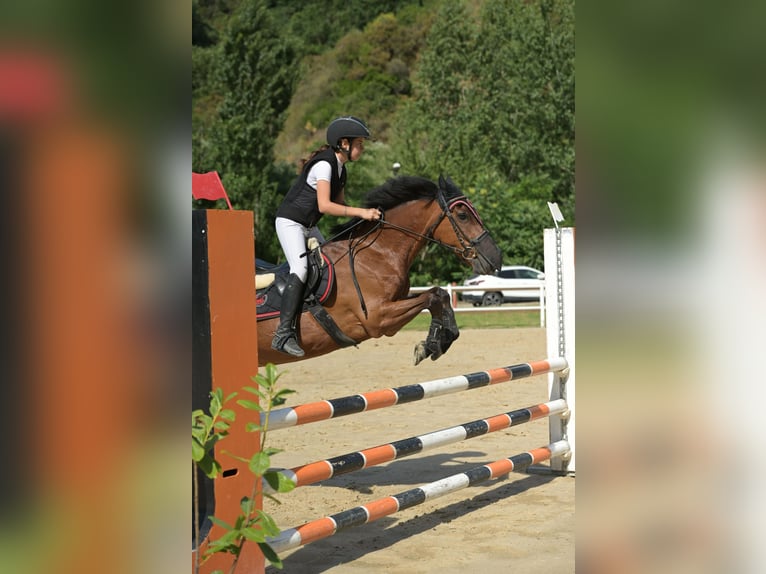 Classic Pony Mix Giumenta 18 Anni 146 cm Baio scuro in Montalto Uffugo