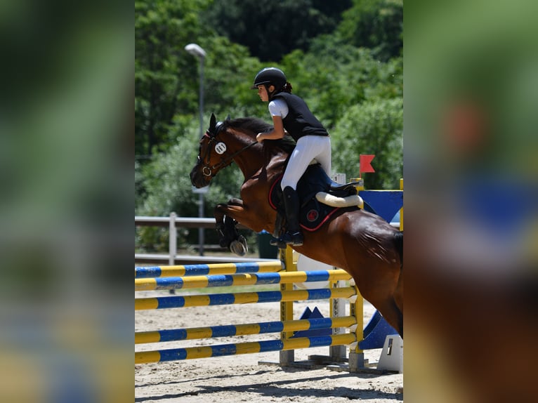 Classic Pony Mix Giumenta 18 Anni 146 cm Baio scuro in Montalto Uffugo