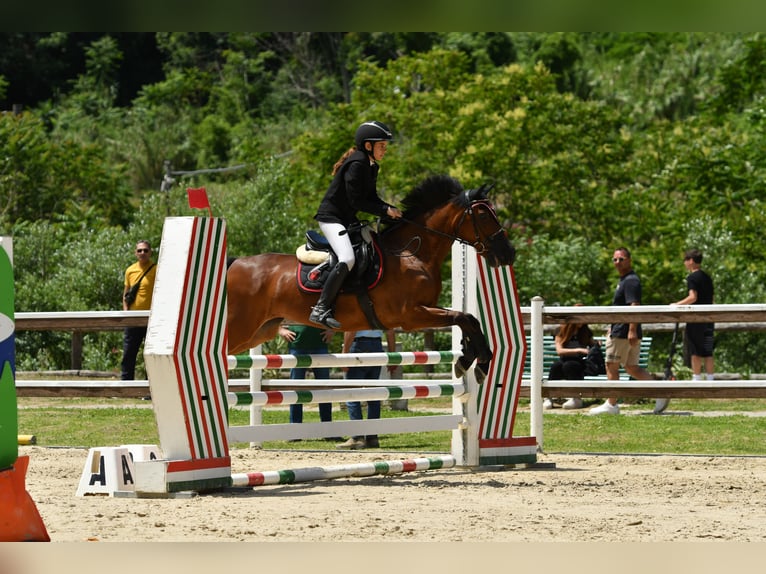 Classic Pony Mix Giumenta 18 Anni 146 cm Baio scuro in Montalto Uffugo