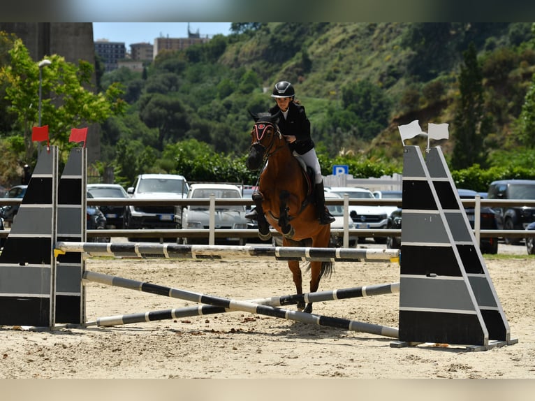Classic Pony Mix Giumenta 18 Anni 146 cm Baio scuro in Montalto Uffugo