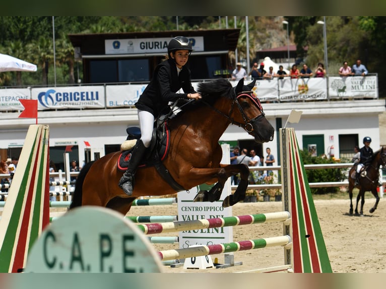 Classic Pony Mix Giumenta 18 Anni 146 cm Baio scuro in Montalto Uffugo