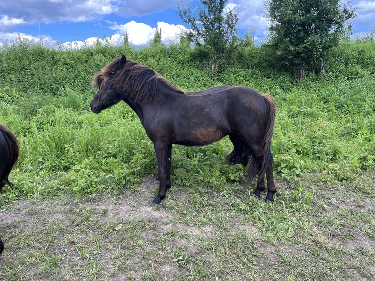 Classic Pony Giumenta 1 Anno 115 cm Morello in Müllheim