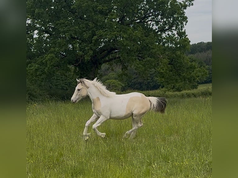 Classic Pony Mix Giumenta 1 Anno 150 cm Champagne in Montceau-les-Mines