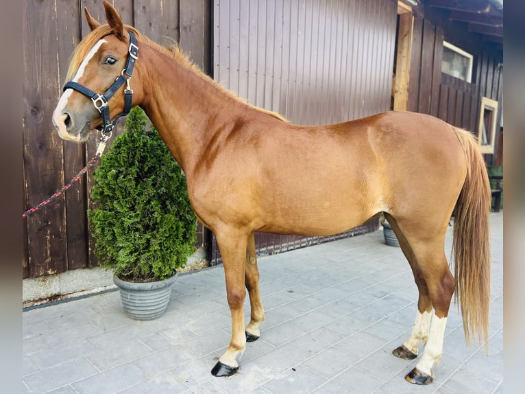 Classic Pony Giumenta 3 Anni 135 cm Sauro in Höhnhart