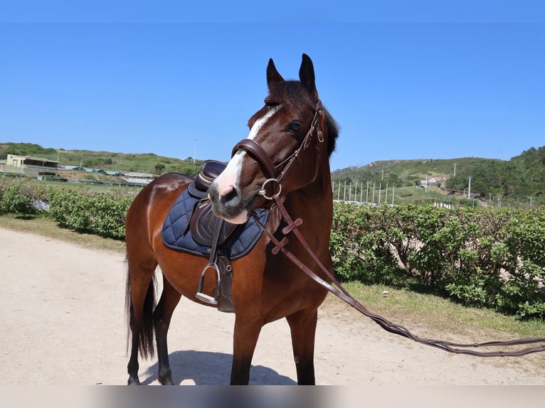 Classic Pony Mix Giumenta 3 Anni 140 cm Baio ciliegia in Maceira