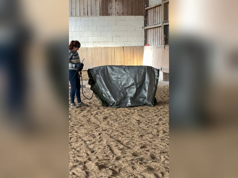 Classic Pony Giumenta 4 Anni 106 cm Baio scuro in Herxheim bei Landau/Pfalz