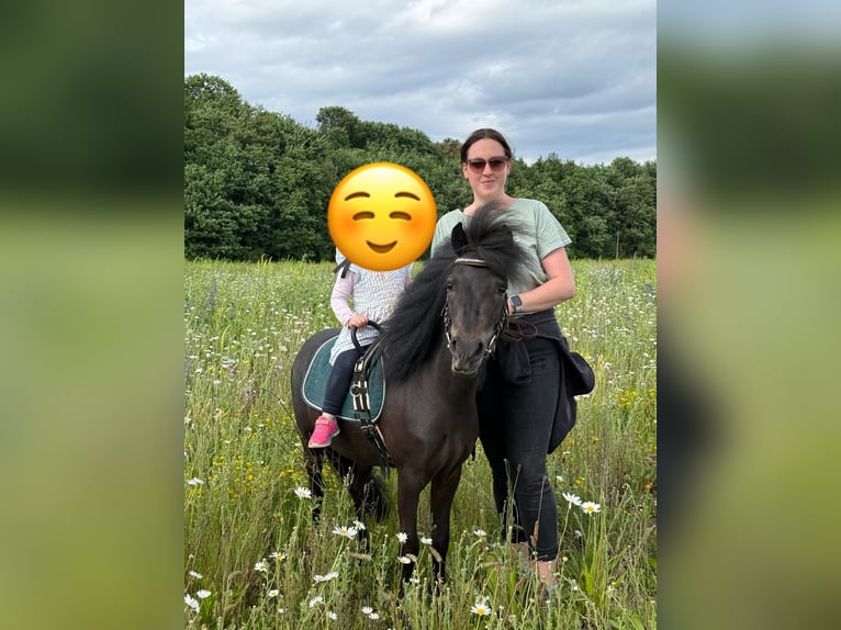 Classic Pony Giumenta 4 Anni 106 cm Baio scuro in Herxheim bei Landau/Pfalz