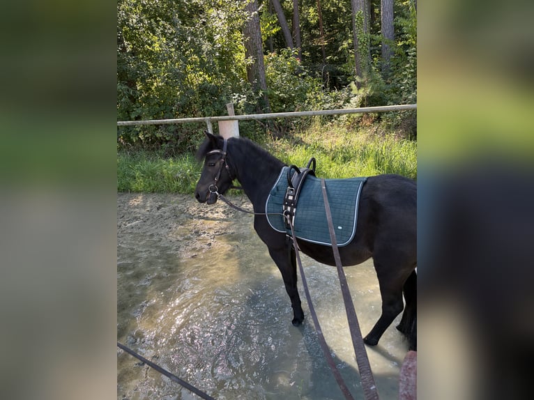 Classic Pony Giumenta 4 Anni 106 cm Baio scuro in Herxheim bei Landau/Pfalz