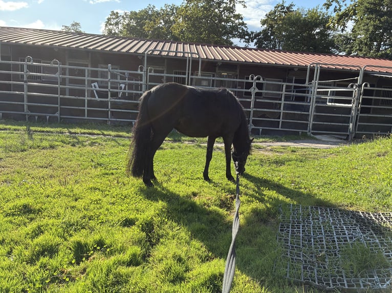 Classic Pony Giumenta 4 Anni 106 cm Baio scuro in Herxheim bei Landau/Pfalz