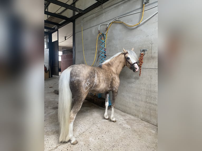 Classic Pony Mix Giumenta 4 Anni 115 cm Pearl in Anchuelo