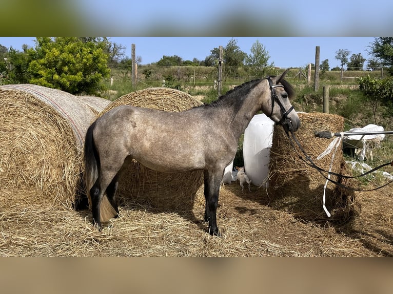 Classic Pony Giumenta 4 Anni 125 cm Grigio pezzato in La Bisbal D&#39;Emporda