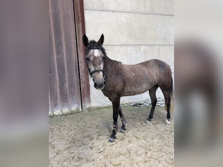 Classic Pony Giumenta 4 Anni 142 cm Grigio rossastro in Renaix