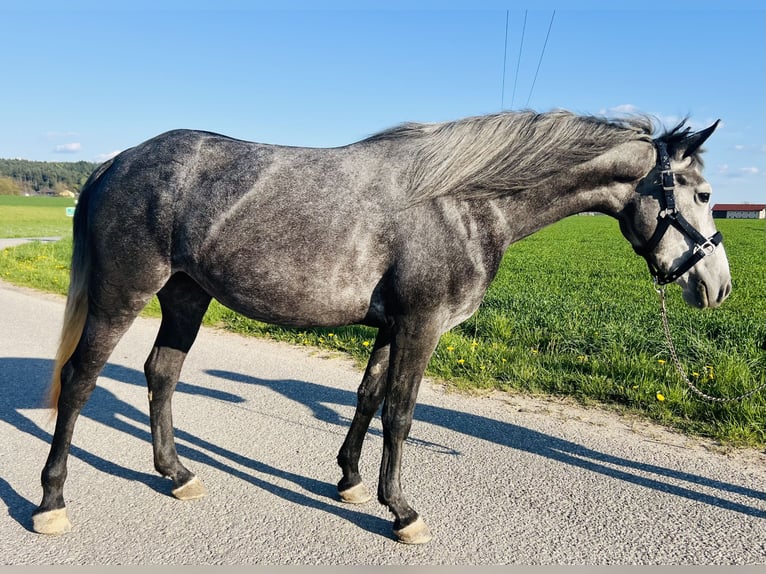 Classic Pony Giumenta 4 Anni 152 cm Grigio ferro in HelpfauÖsterreich