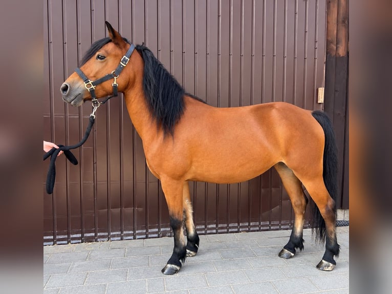 Classic Pony Giumenta 5 Anni 135 cm Baio in Helpfau