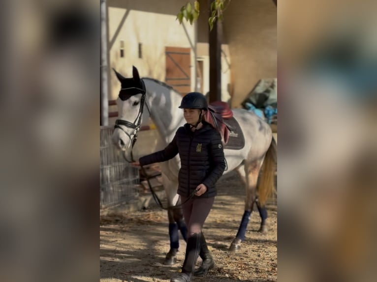 Classic Pony Giumenta 5 Anni 146 cm Grigio in Saint-Pardoux-du-Breuil