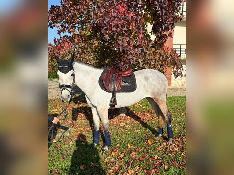 Classic Pony Giumenta 5 Anni 146 cm Grigio in Saint-Pardoux-du-Breuil