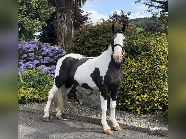 Classic Pony Giumenta 6 Anni 138 cm Pezzato in Down