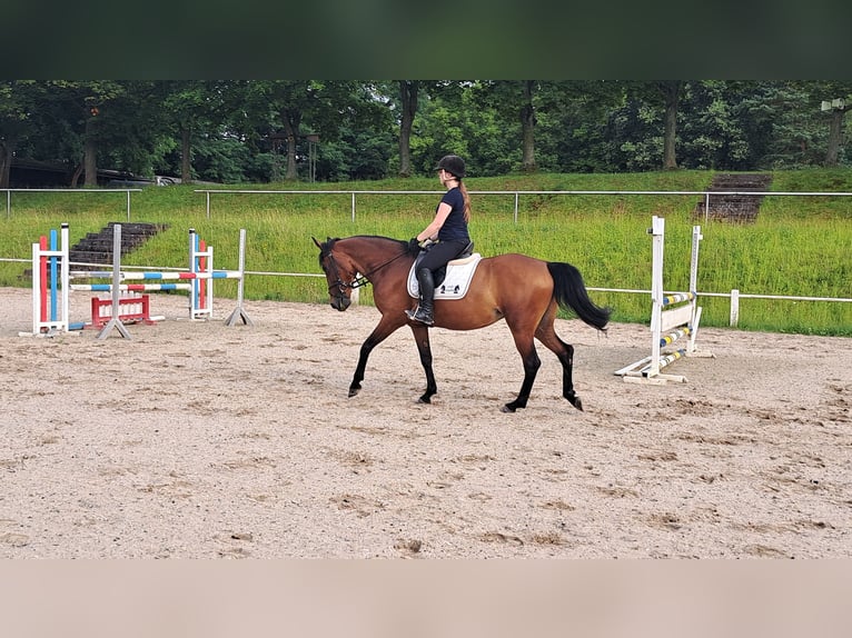 Classic Pony Giumenta 6 Anni 156 cm Baio in Großostheim