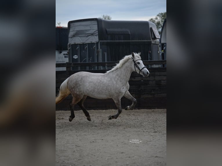 Classic Pony Giumenta 6 Anni Leardo in Nijkerk