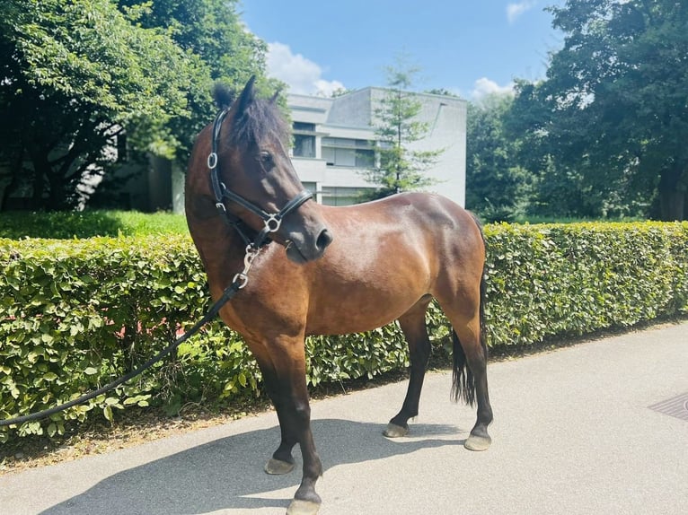 Classic Pony Giumenta 7 Anni 125 cm Baio scuro in Dietikon