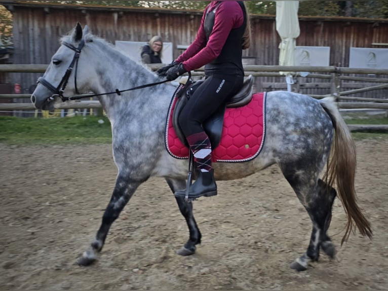 Classic Pony Mix Giumenta 7 Anni 130 cm Grigio pezzato in Pöllauberg