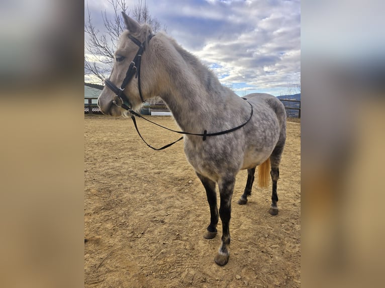 Classic Pony Mix Giumenta 7 Anni 130 cm Grigio pezzato in Pöllauberg