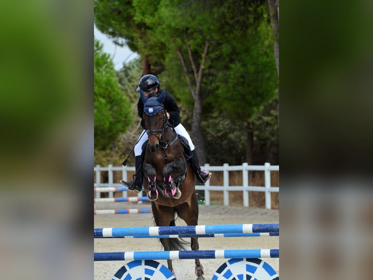 Classic Pony Mix Giumenta 7 Anni 141 cm Baio scuro in Villaviciosa De Odon