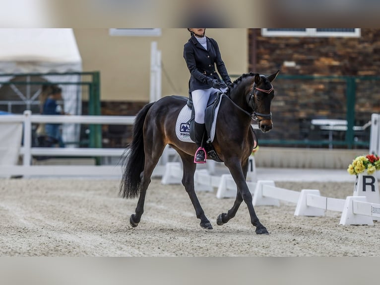 Classic Pony Mix Giumenta 7 Anni 141 cm Baio scuro in Villaviciosa De Odon