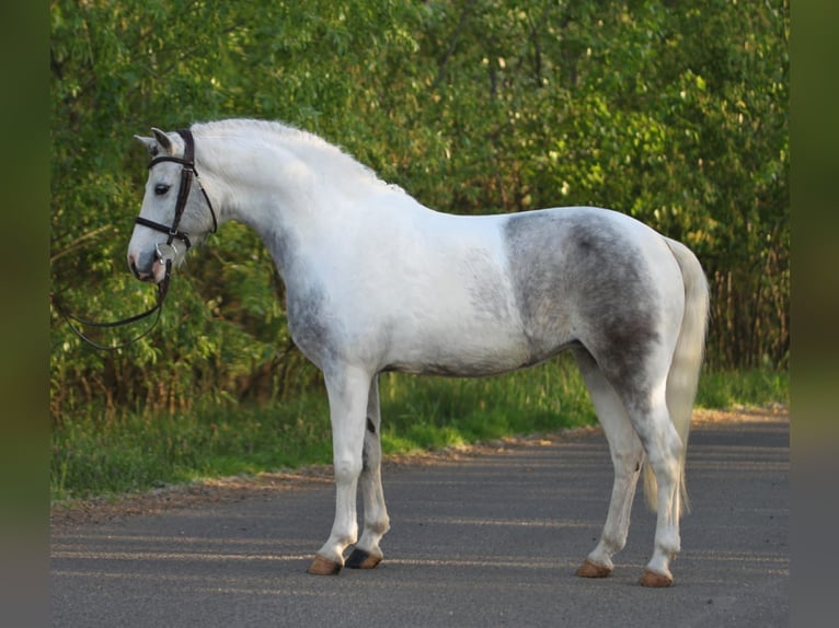 Classic Pony Giumenta 7 Anni 144 cm Grigio in Dunaújváros
