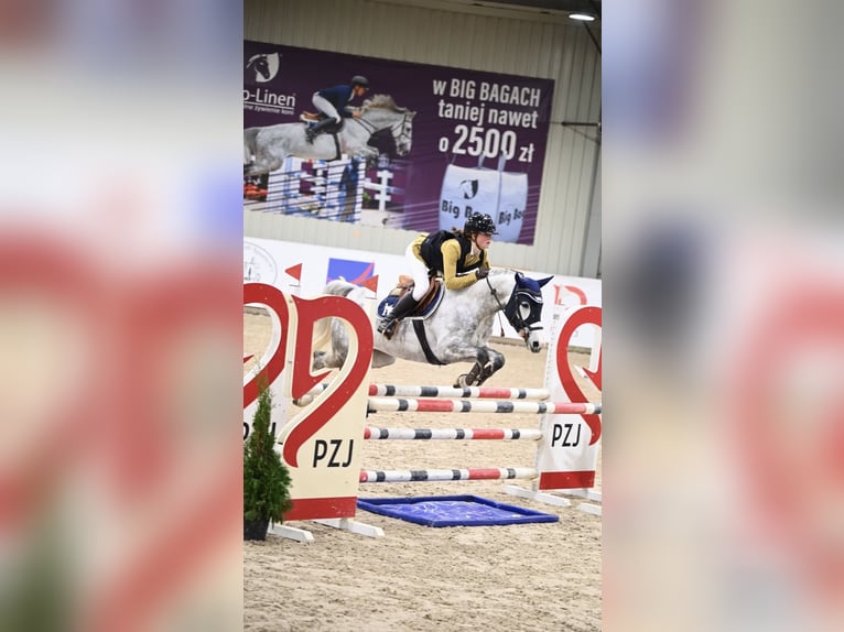 Classic Pony Giumenta 7 Anni 148 cm Grigio in Myślenice