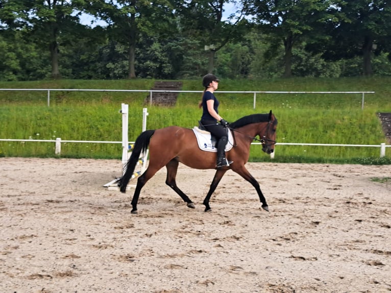 Classic Pony Giumenta 7 Anni 156 cm Baio in Großostheim