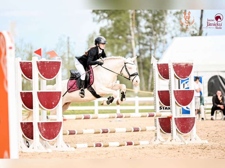 Classic Pony Giumenta 8 Anni 144 cm Cremello in Jelgava