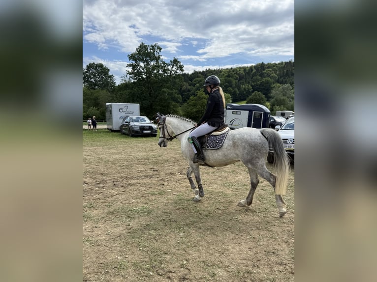Classic Pony Giumenta 8 Anni 145 cm Grigio pezzato in Kulm am Zirbitz