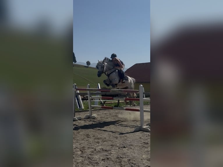Classic Pony Giumenta 8 Anni 145 cm Grigio pezzato in Kulm am Zirbitz