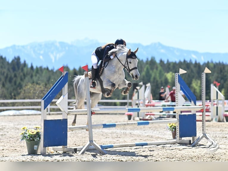 Classic Pony Giumenta 8 Anni 145 cm Grigio pezzato in Kulm am Zirbitz