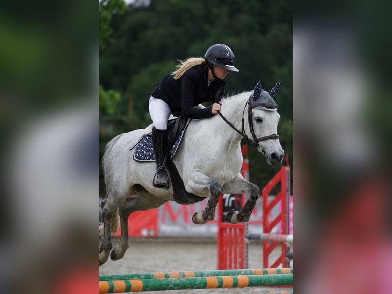 Classic Pony Giumenta 8 Anni 145 cm Grigio pezzato in Kulm am Zirbitz