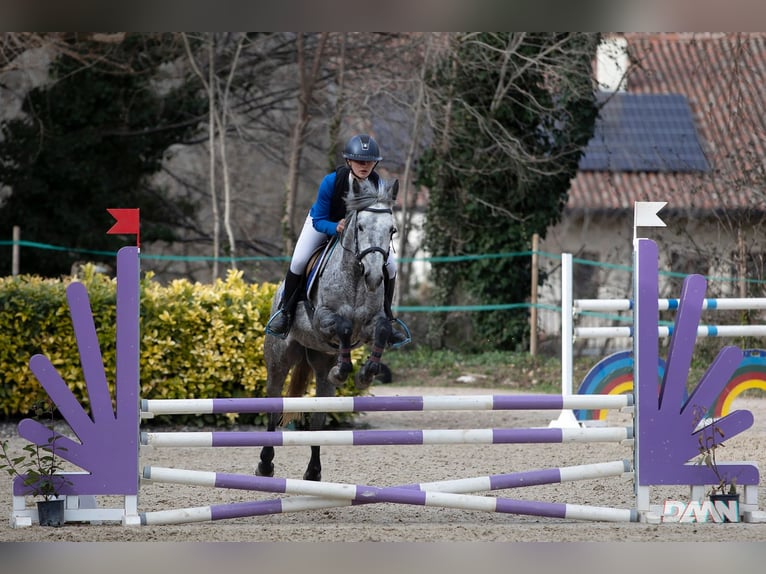 Classic Pony Giumenta 8 Anni 146 cm Grigio pezzato in Rosegg