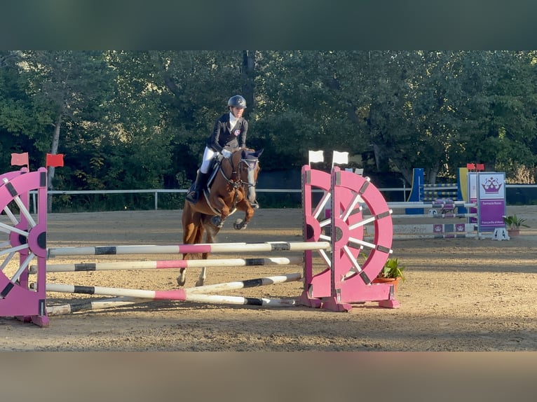 Classic Pony Giumenta 8 Anni 147 cm Sauro in Chieti