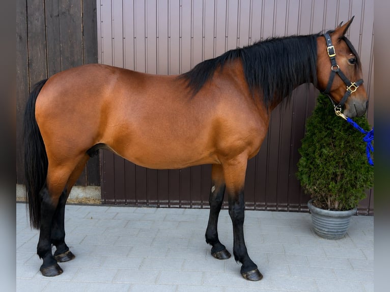 Classic Pony Giumenta 8 Anni 150 cm Baio in HelpfauUttendorf