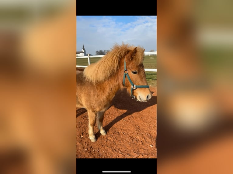 Classic Pony Mix Giumenta 9 Anni 105 cm Sauro in Mäder