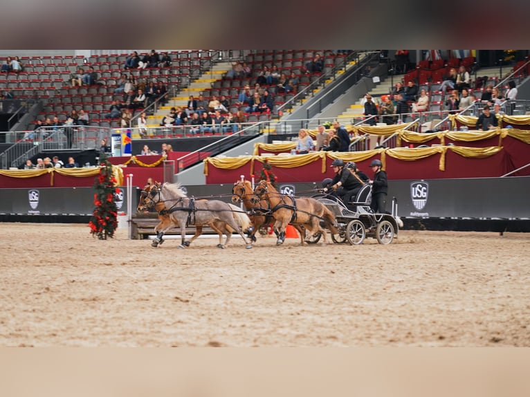 Classic Pony Mix Giumenta 9 Anni 105 cm Sauro in Mäder